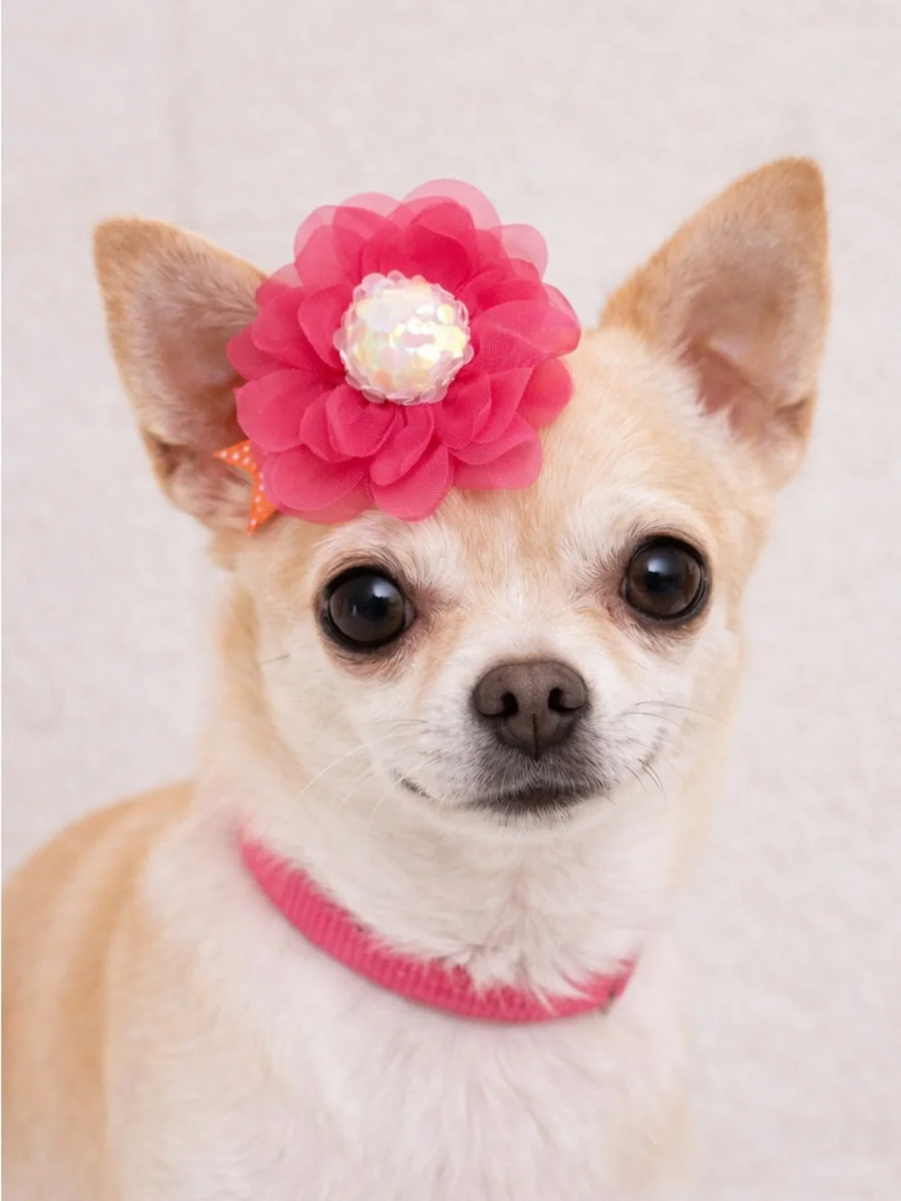 Pink Floral Dog Hair Clip Accessory with Sequin Center